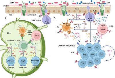 Intestinal factors promoting the development of RORγt+ cells and oral tolerance